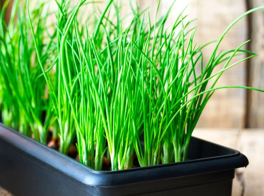 Cebolletas verdes en agrupamiento de cebolletas alrededor de 250 semillas sin OMG para plantar