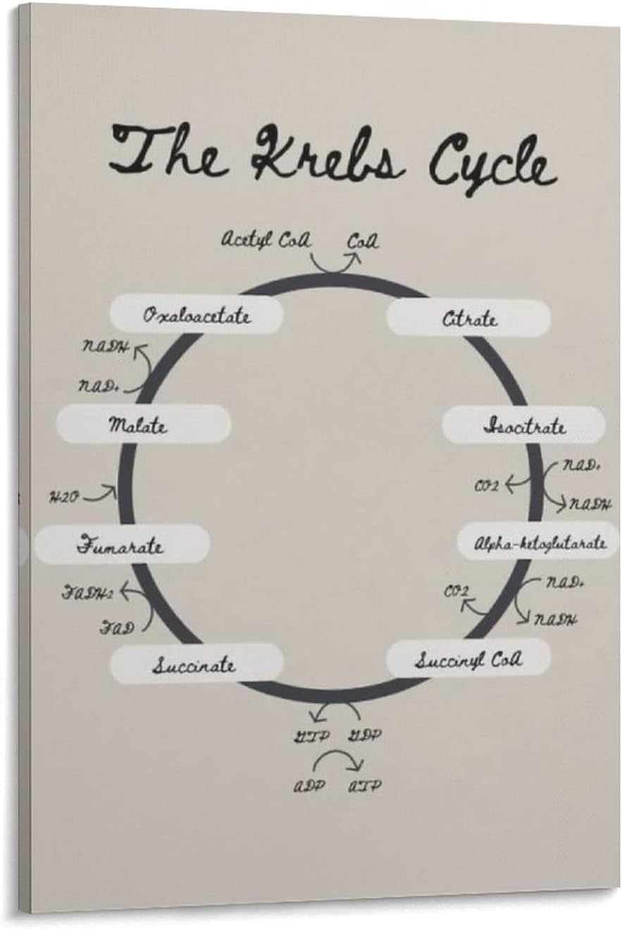 Krebs Cycle – Póster de biología del ciclo TCA de la nutrición, póster educativo, arte de pared, lienzo, decoración de pared, decoración del hogar,