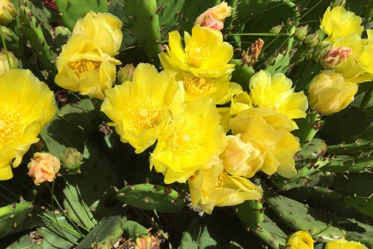 6 almohadillas, cactus de tuna oriental para cultivar, planta suculenta, adornos de jardín perenne fácil de cultivar