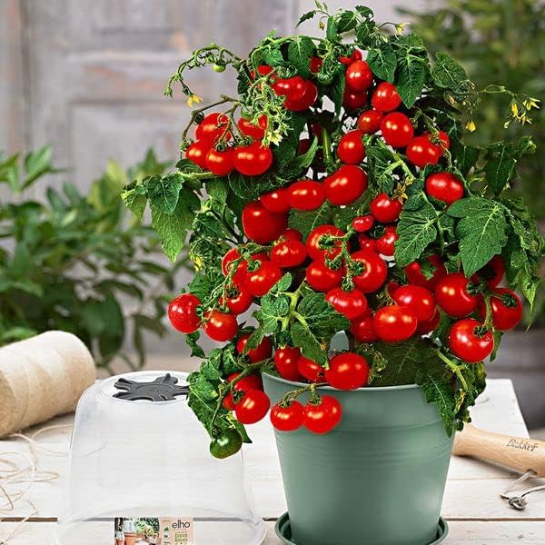 KIRA SEEDS – Tomate rojo de interior – Planta durante todo el año – Vegetales tradicionales – Sin OMG