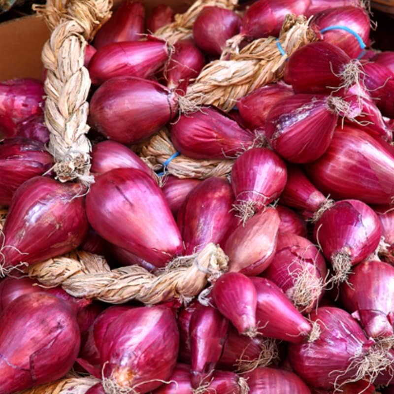 30 Juegos de cebolla roja Bulbos Juegos de cebolla Jardinería de otoño y primavera
