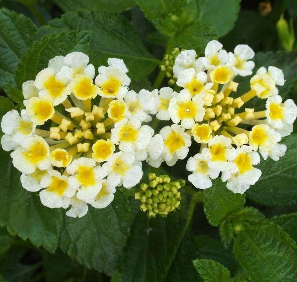 99roadsgarden Lantana Mix 100+ semillas de flores fáciles de cultivar para interiores y exteriores