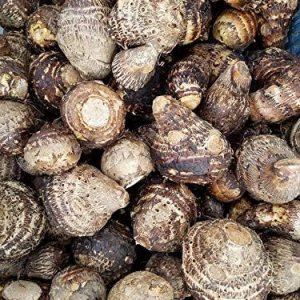 20 bulbos de oreja de elefante Taro Colocasia Esculenta Poi Gabi Kalo Eddo listos para crecer 20 bulbos de oreja de elefante Taro Colocasia Esculenta Poi Gabi Kalo Eddo listos para crecer