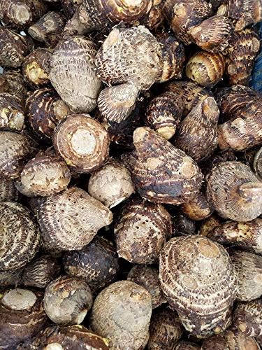 20 bulbos de oreja de elefante Taro Colocasia Esculenta Poi Gabi Kalo Eddo listos para crecer
