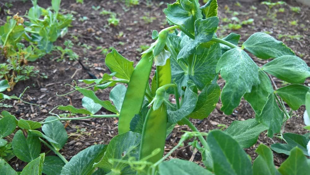 Semillas de guisantes de nieve gigantes de Oregon para plantar, más de 25 semillas de reliquia por paquete, semillas de jardín de Isla (semillas de