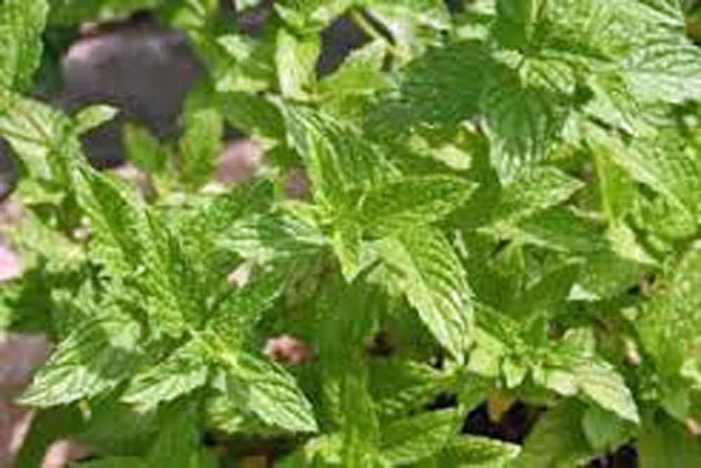 Semillas de menta, semillas herbáceas herbáceas, sin OMG, 100 semillas de menta, deliciosas
