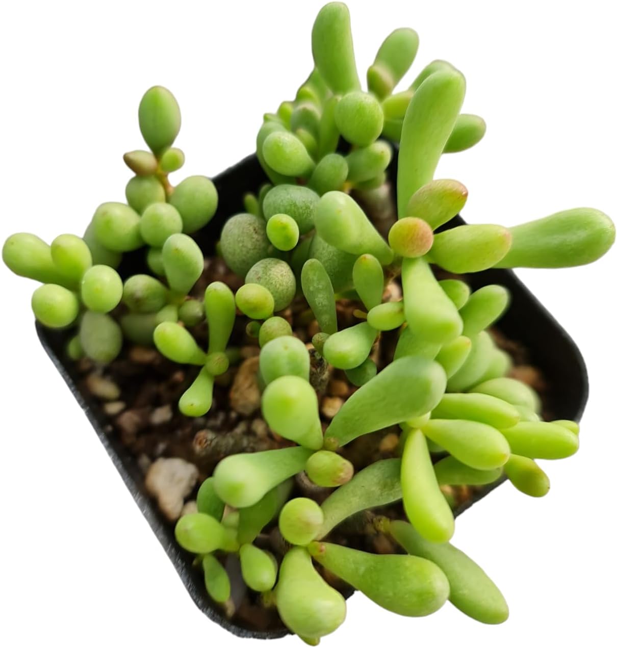 Cactus vivo y plantas suculentas (2 “Pot Tylecodon Schaeferianus ‘Huevos de Dragón’)