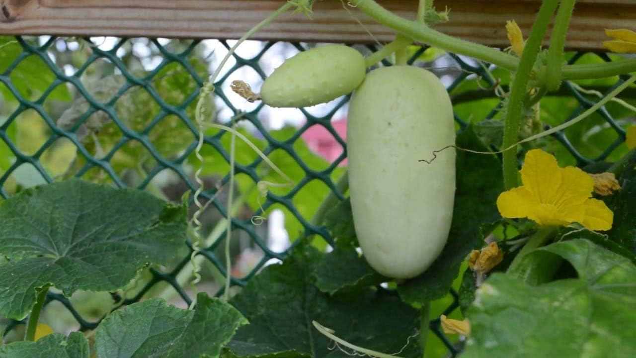 Semillas de pepino blanco en vinagre Heirloom vegetal no transgénico