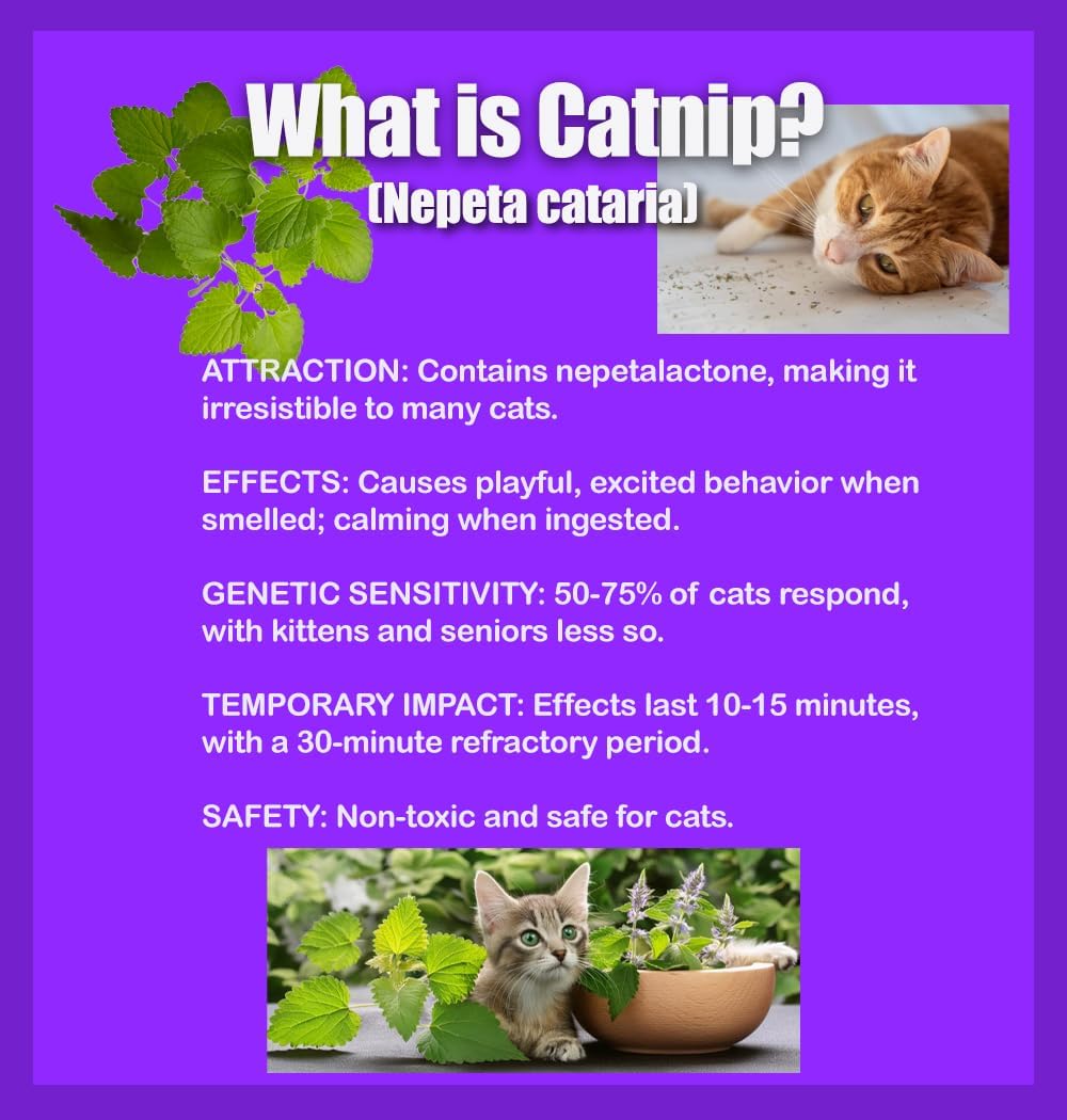 Semillas de hierba gatera – Nepeta cataria para plantar, más de 2200 semillas de hierbas, cultivo en interiores o exteriores, reliquia, sin OMG, a