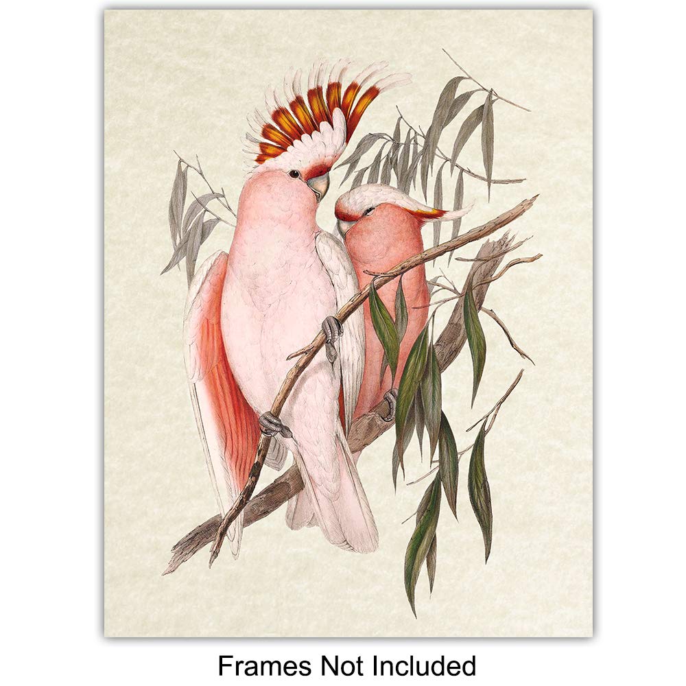 Bird Wall Art – Bird Wall Decor – Tropical Wall Decor – Tropical Birds – Parrot Decorations – Parakeet, Cockatoo, Lovebird, Toucan Wall Art –