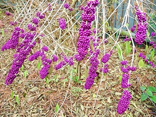 Callicarpa Americana Beautyberry Exótico Florida Native Fruit Bird Seed 30 Semillas