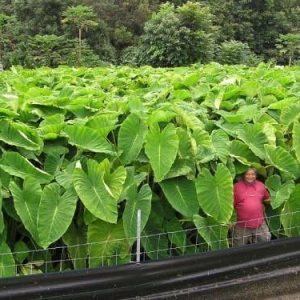 10 bulbos LIVE Colocasia Esculenta de oreja de elefante Taro Gabi Kalo Eddo listos para crecer 10 bulbos LIVE Colocasia Esculenta de oreja de elefante Taro Gabi Kalo Eddo listos para crecer