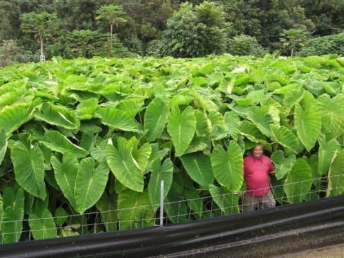 6 bulbos LIVE Colocasia Esculenta Elepant Ear Taro Gabi Kalo LISTOS para crecer