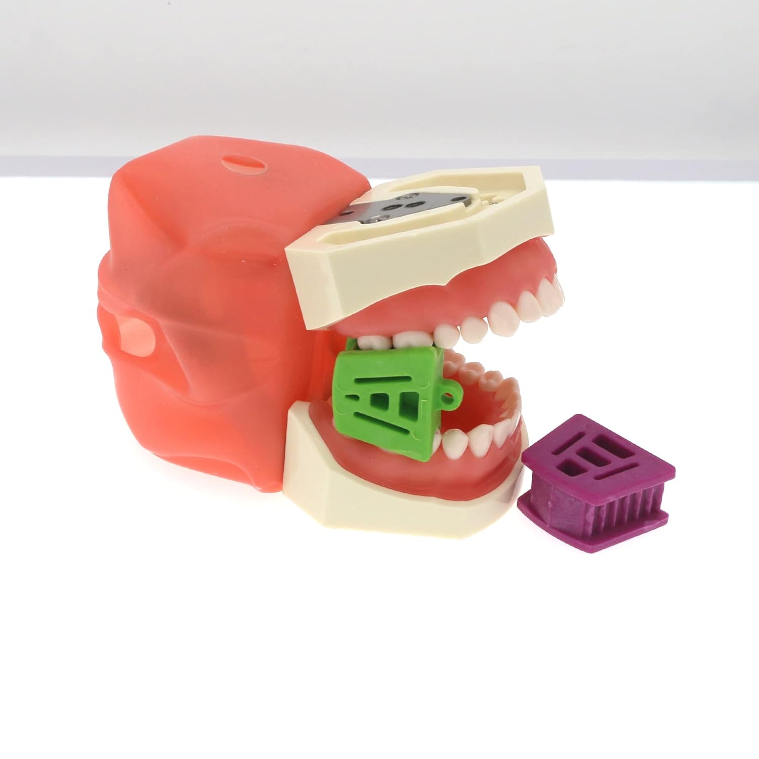 Modelo de práctica de enseñanza dental Modelo de demostración de estudio de enseñanza Dientes extraíbles 28 dientes Dientes dentales Typodont Modelo