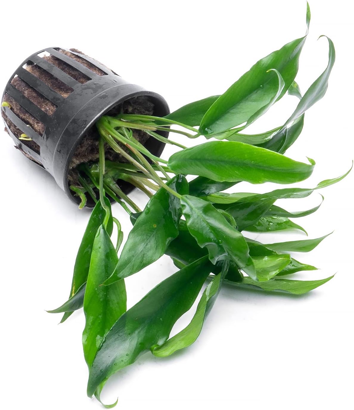 Plantas Anubias vivas para acuarios, planta de agua dulce en maceta para peceras y terrarios, apta para principiantes, para poca luz (Minima, 1