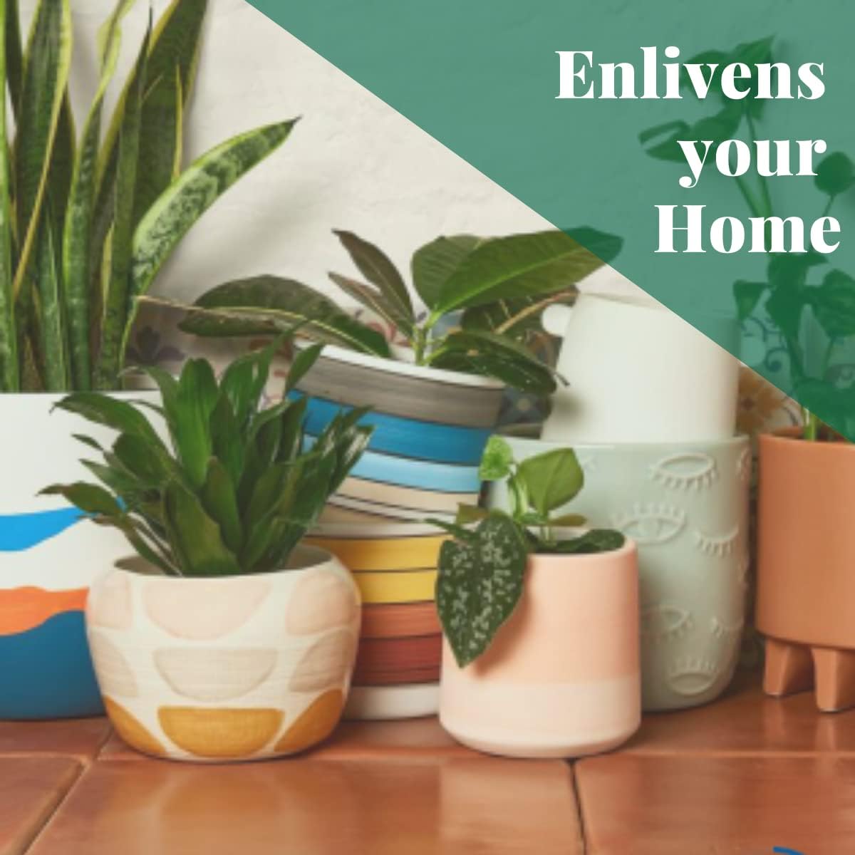 House Plant Shop  Palmera ‘cola de caballo’ – Maceta de 4 pulgadas  Planta de interior viva  Fácil de cuidar  Planta de decoración natural  Grandes