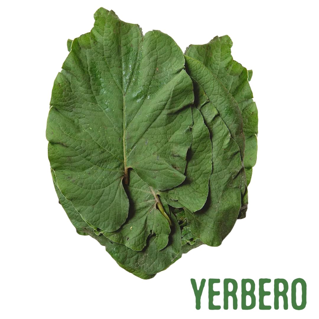 Yerbero – Hojas secas enteras de Santa Hierba 1.05 oz (30g) (25+ hojas por bolsa)  Hoja De Hierba Santa Entera  100% natural  Hoja de pimienta
