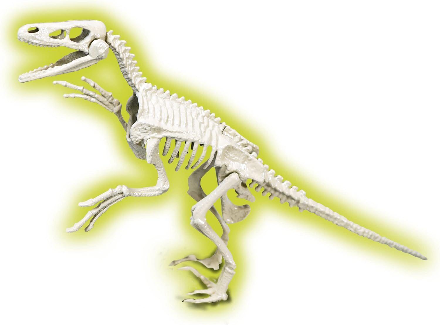 Clementoni 50639 Scientific Fun Fossils Velociraptor Fluorescent Educational Kit for Children from 7 Years Old Polish Version