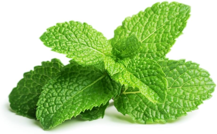Semillas de menta para plantar, más de 1000 semillas de reliquia, semillas de jardín de Isla (semillas de jardín de Isla), semillas sin OMG, nombre