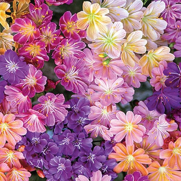 Outsidepride 100 semillas perennes Lewisia Rainbow Flower Seed Mix