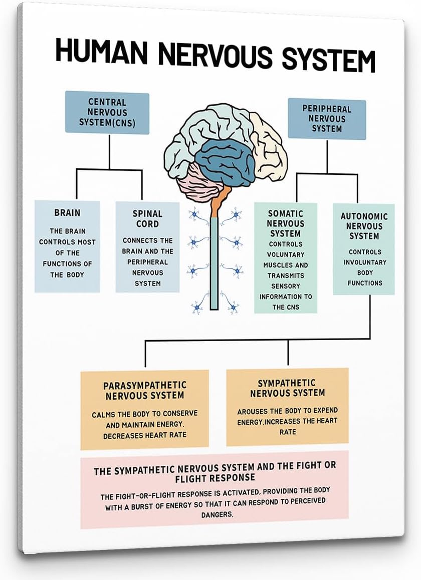 PHAMTE Póster de pared para la salud mental del sistema nervioso humano, anatomía cerebral y psicología, lienzo enmarcado para decoración de oficina
