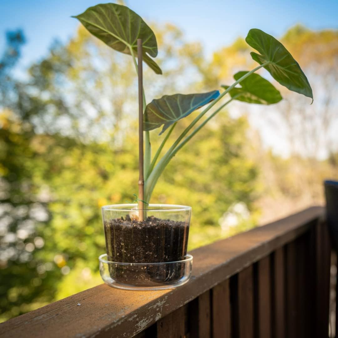 Maceta de cristal transparente con agujeros de drenaje y bandeja, decorativa y moderna para todas las plantas de casa (4 pulgadas)