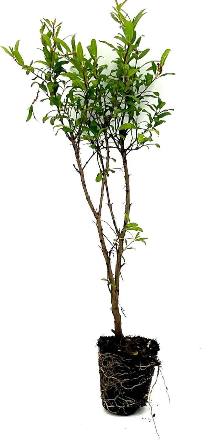Árboles frutales vivos – Tapón de granada enana Punica Granatum de 9 a 12 pulgadas de alto – 1 ct – Color cuando florece rojo, bonsái – Llegada viva