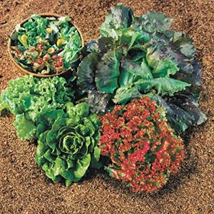 Park Seed Summer Glory Blend – Semillas de lechuga, Butterhead, Crisphead, Loose-Leaf y Romaine, paquete de 600 semillas Park Seed Summer Glory Blend – Semillas de lechuga, Butterhead, Crisphead, Loose-Leaf y Romaine, paquete de 600 semillas