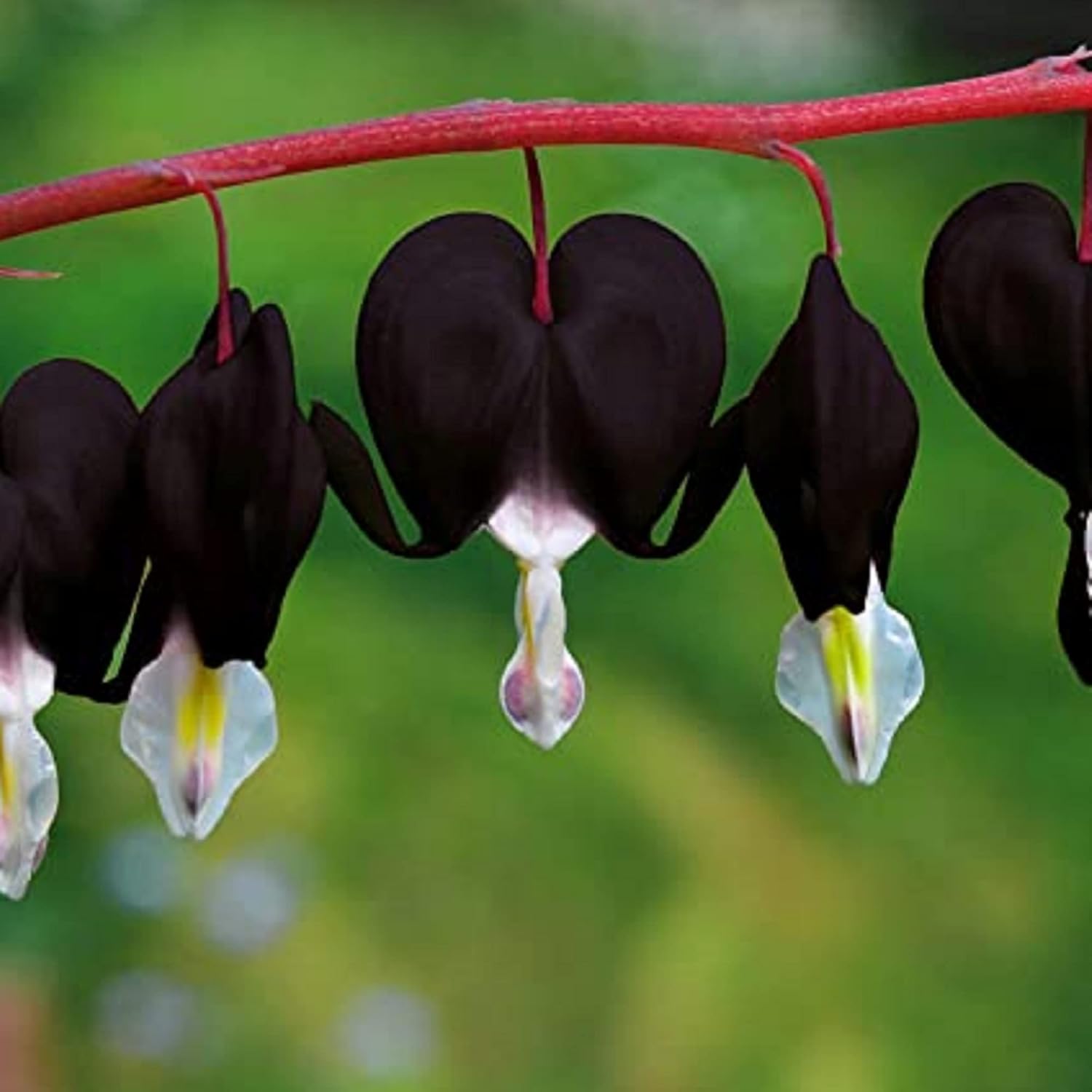 CHUXAY GARDEN Black Dicentra Eximia-Wild Fringed Bleeding-Heart,Turquía-Maíz 25 Semillas Planta Floración Planta Rara Atractiva Planta De Bajo