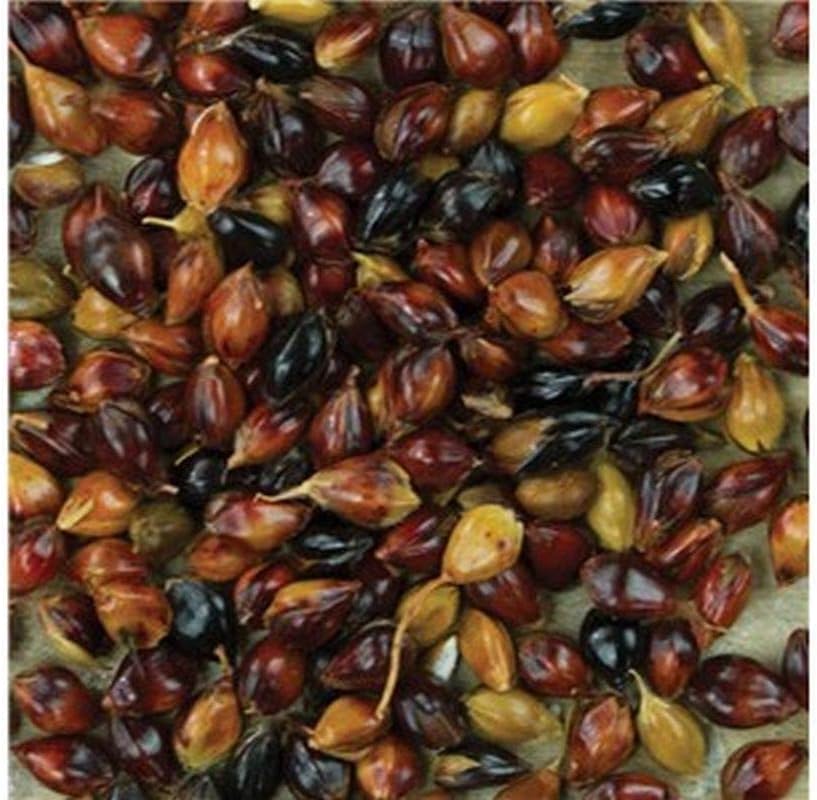 Semillas de maíz de escoba multicolor altos rendimientos de hermosa paja muy hermosa (25 – semillas)