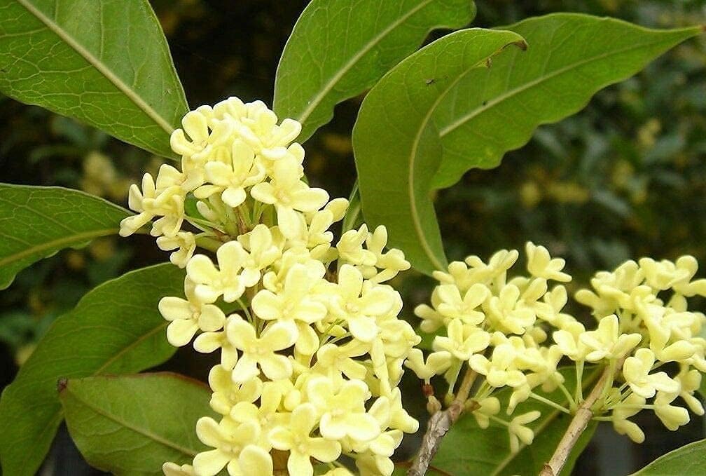 100pcs Osmanthus Fragrans Sweet Olive Mix Seeds Uno de los árboles más fragantes