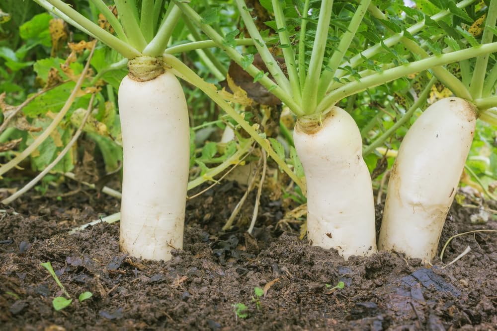 Semillas de rábano Daikon a granel para parcela de alimentos o cultivos de cobertura, rábano chino, japonés o oriental, fáciles de cultivar (20