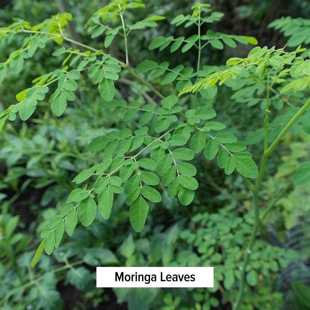 Banyan Botanicals Polvo de hoja de moringa  Certificado orgánico USDA  Moringa Oleifera  Secado al sol  Superalimento a base de hierbas crudas