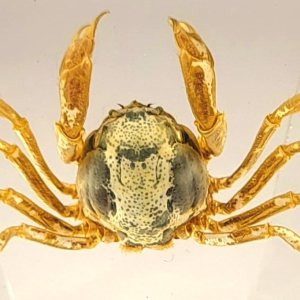 Cangrejo real de 2.874 in en resina de lucita cristalina, muestra preservada Mictyris Brevidactylus Sea Marine Aimal Taxidermia Colección de Cangrejo real de 2.874 in en resina de lucita cristalina, muestra preservada Mictyris Brevidactylus Sea Marine Aimal Taxidermia Colección de