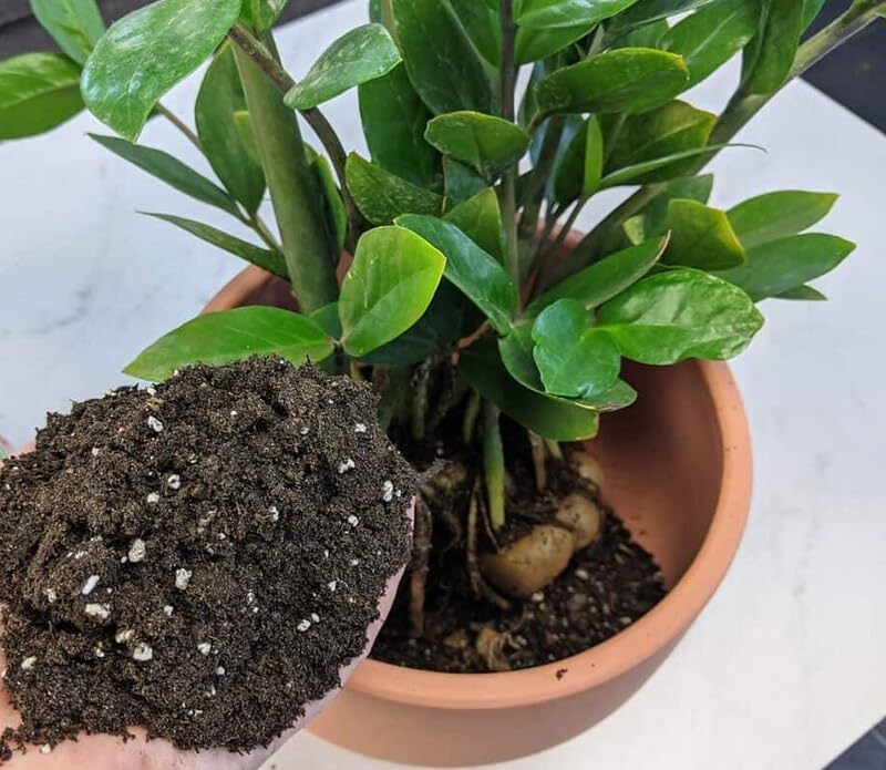 Mezcla para macetas Zamioculcas de primera calidad, eleva tu espacio con una elegancia llamativa y una belleza distintiva, 4 cuartos de galón