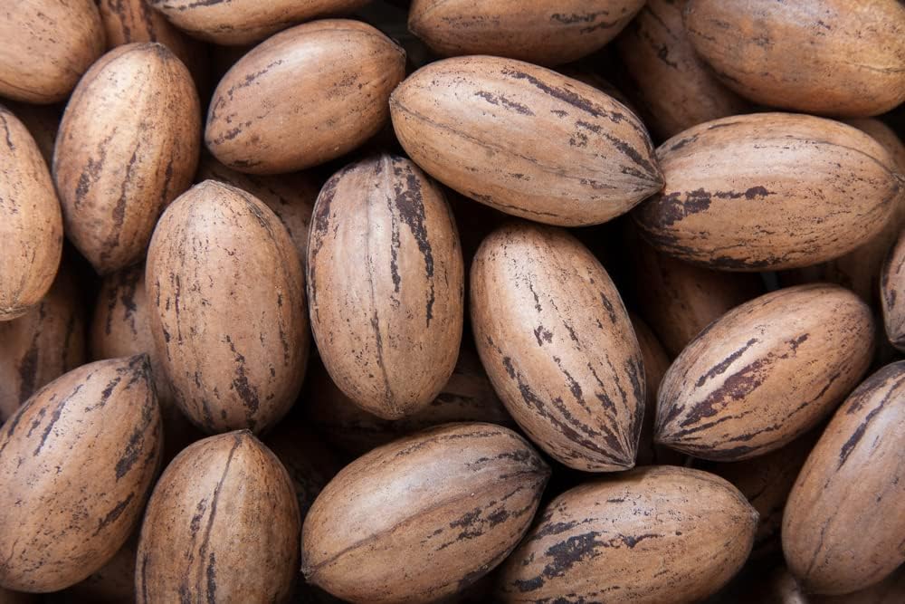 6 semillas de pacana para plantar – Carya illinoinensis
