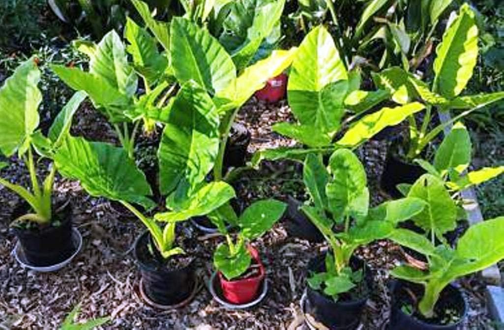 Colocasia Esculenta – Elepant Ear – Taro Gabi Kalo Eddo – 5 bulbos listos para crecer Greenhouse PCA