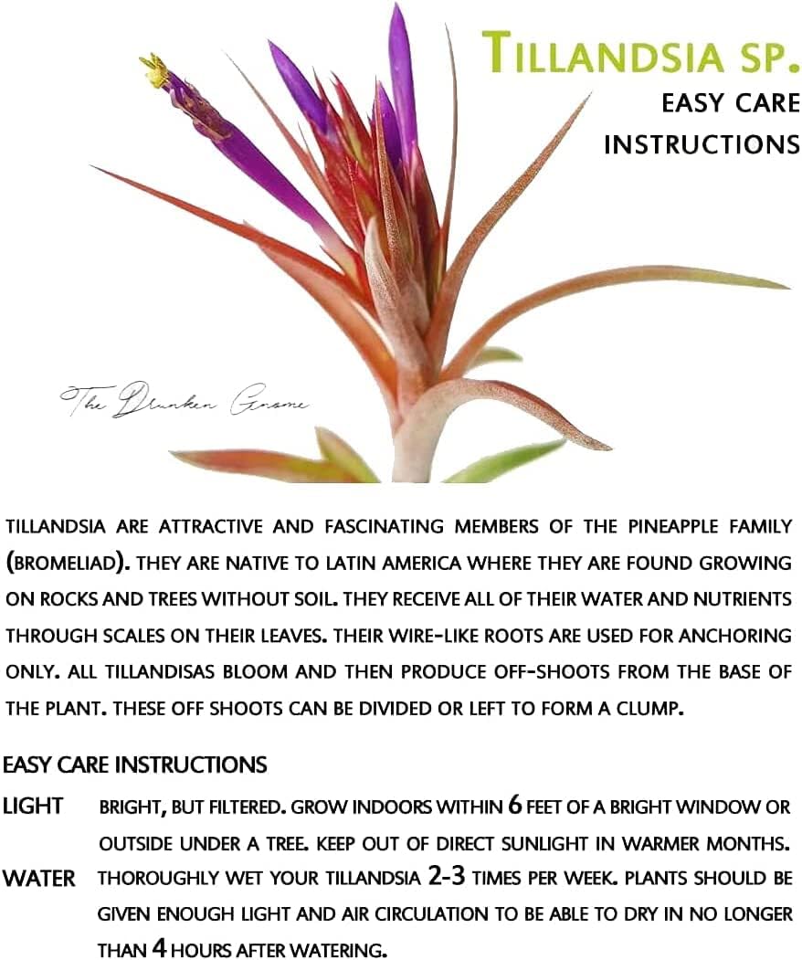 The Drunken Gnome Collection Tillandsia – Soporte de exhibición de plantas de aire con planta de aire de The Drunken Gnome Airplants incluidas
