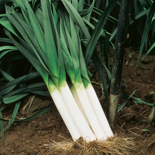 Semillas grandes de puerro con bandera estadounidense para plantar, más de 500 semillas de reliquia por paquete, semillas de jardín de Isla