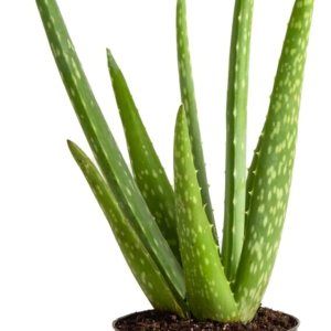 Costa Farms Planta de aloe vera, suculenta viva, planta de interior de fácil cuidado en maceta de cultivo, purificador de aire de habitación, mesa, Costa Farms Planta de aloe vera, suculenta viva, planta de interior de fácil cuidado en maceta de cultivo, purificador de aire de habitación, mesa,