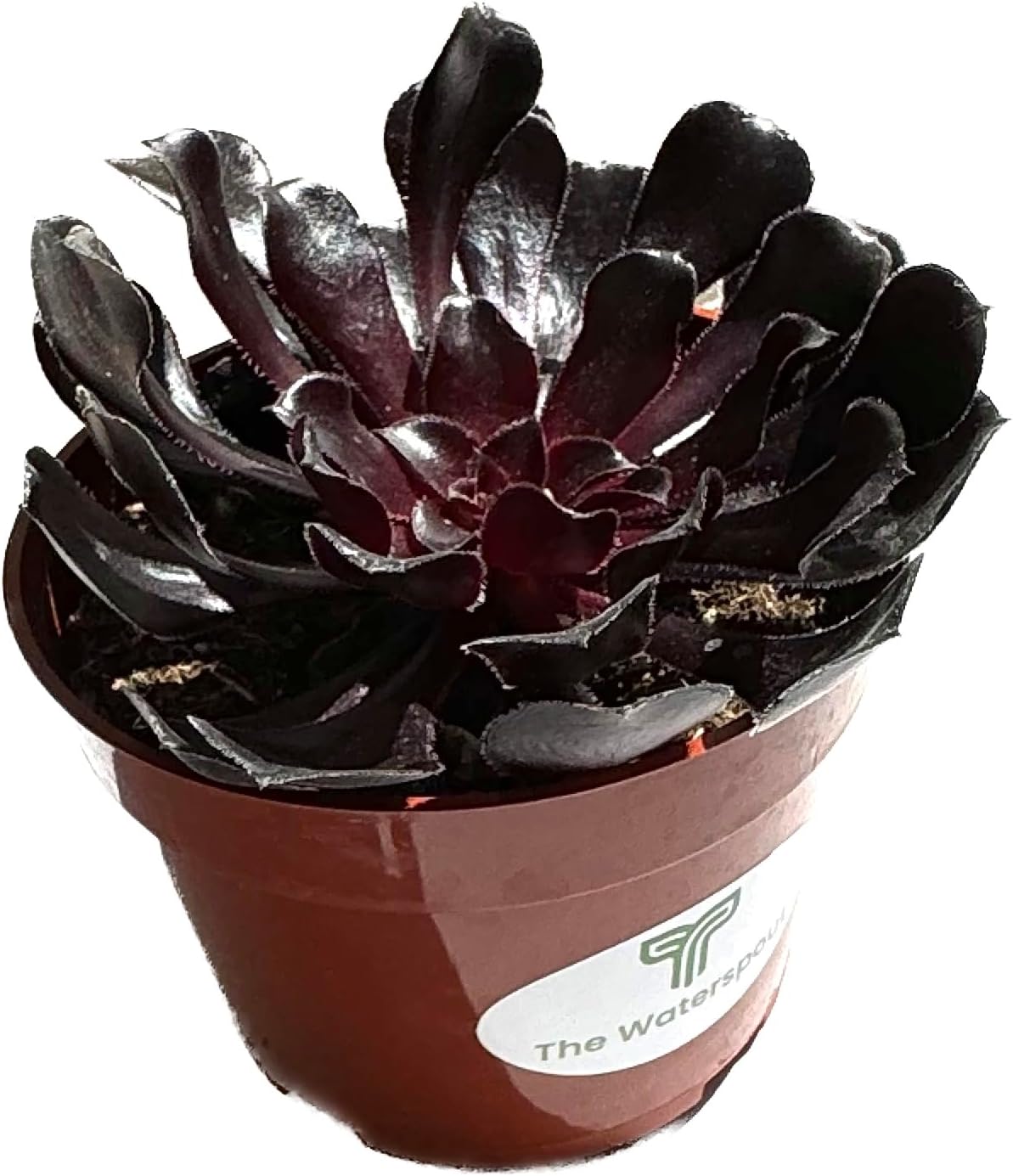 The Waterspout  Colecciones de Cactus y Suculentas de 4″ (Rosa Negra Aeonium Arboreum ‘Zwartkop’)