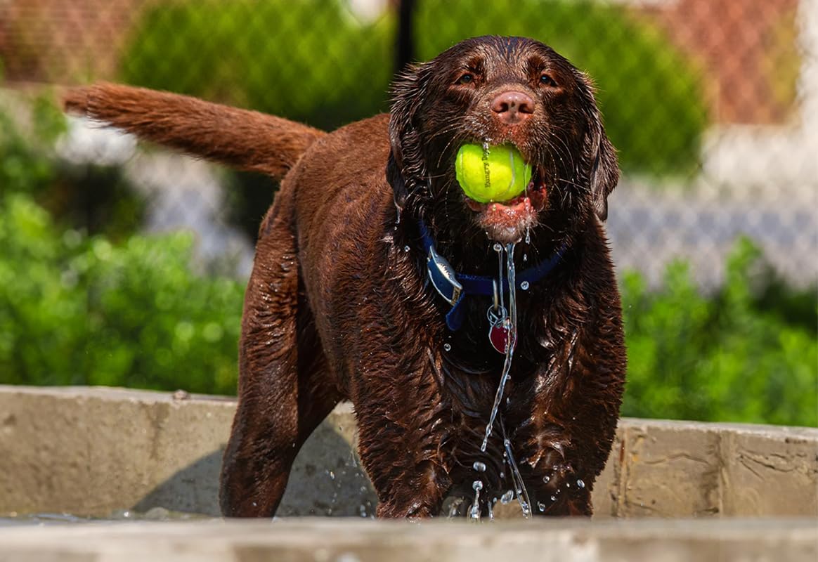 Hungry Dog Co. – Paquete de 12 pelotas de tenis para perros de alta calidad de 2.5 pulgadas – Juguetes seguros para perros para ejercicio y