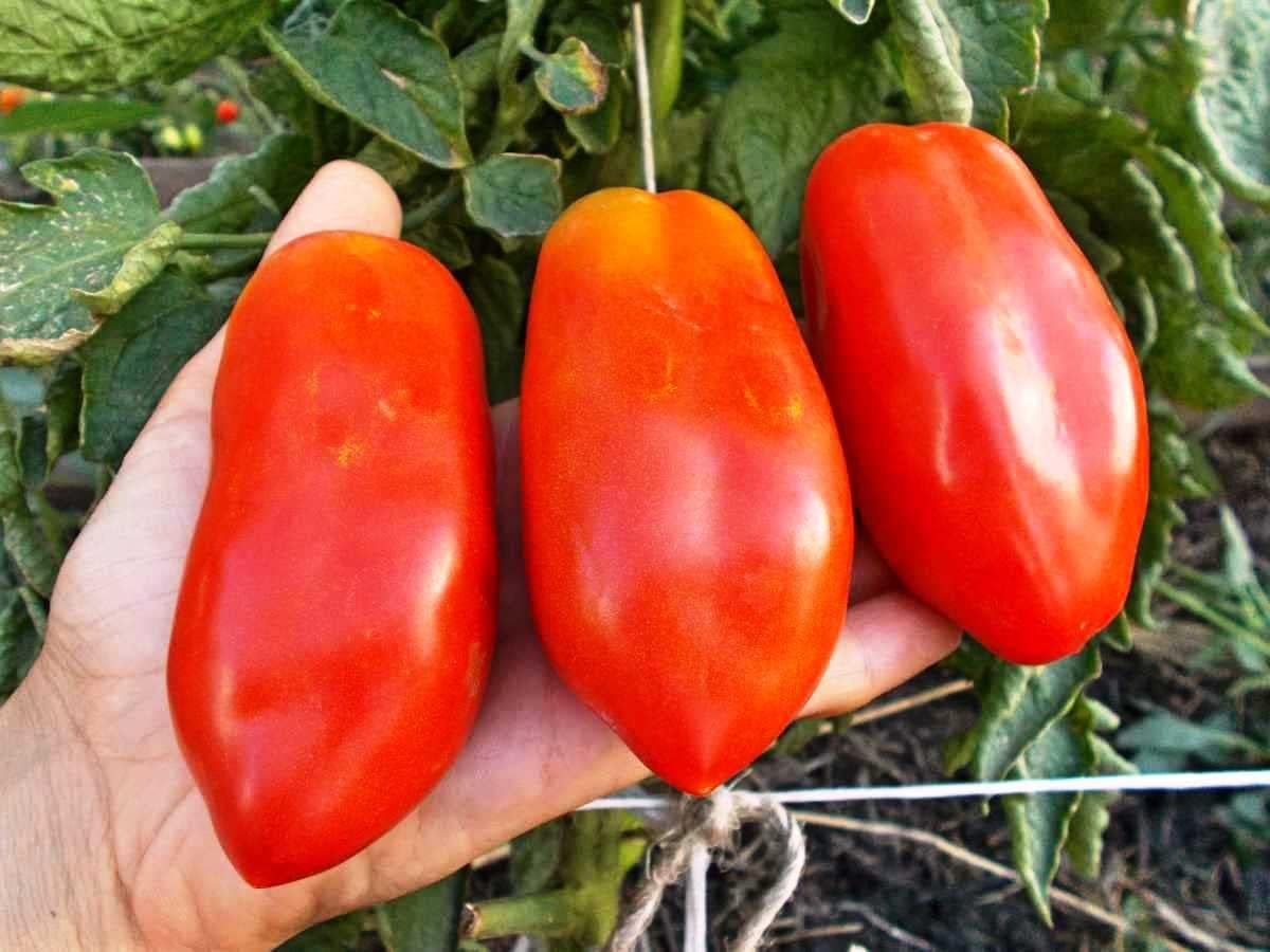 RAISE ME UP Semillas Tomate Pepper-Shaped Red Scarlet Mustang (Tiene Forma Como Pimienta) Heirloom Indeterminado No GMO