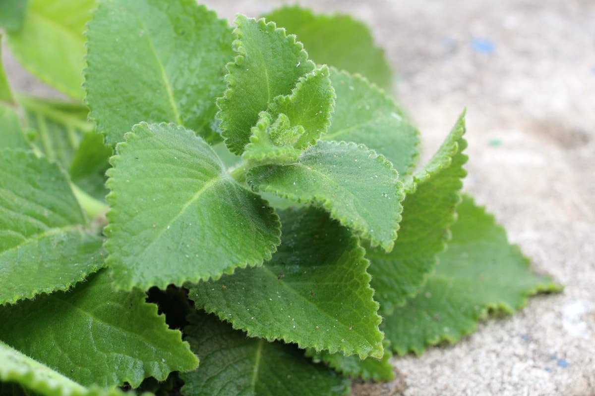 OREGANO Hojas de té de hierbas orgánicas, bolsa de 8 onzas, cortada y tamizada, té de hierbas de hojas sueltas, especias culinarias (Oregano)