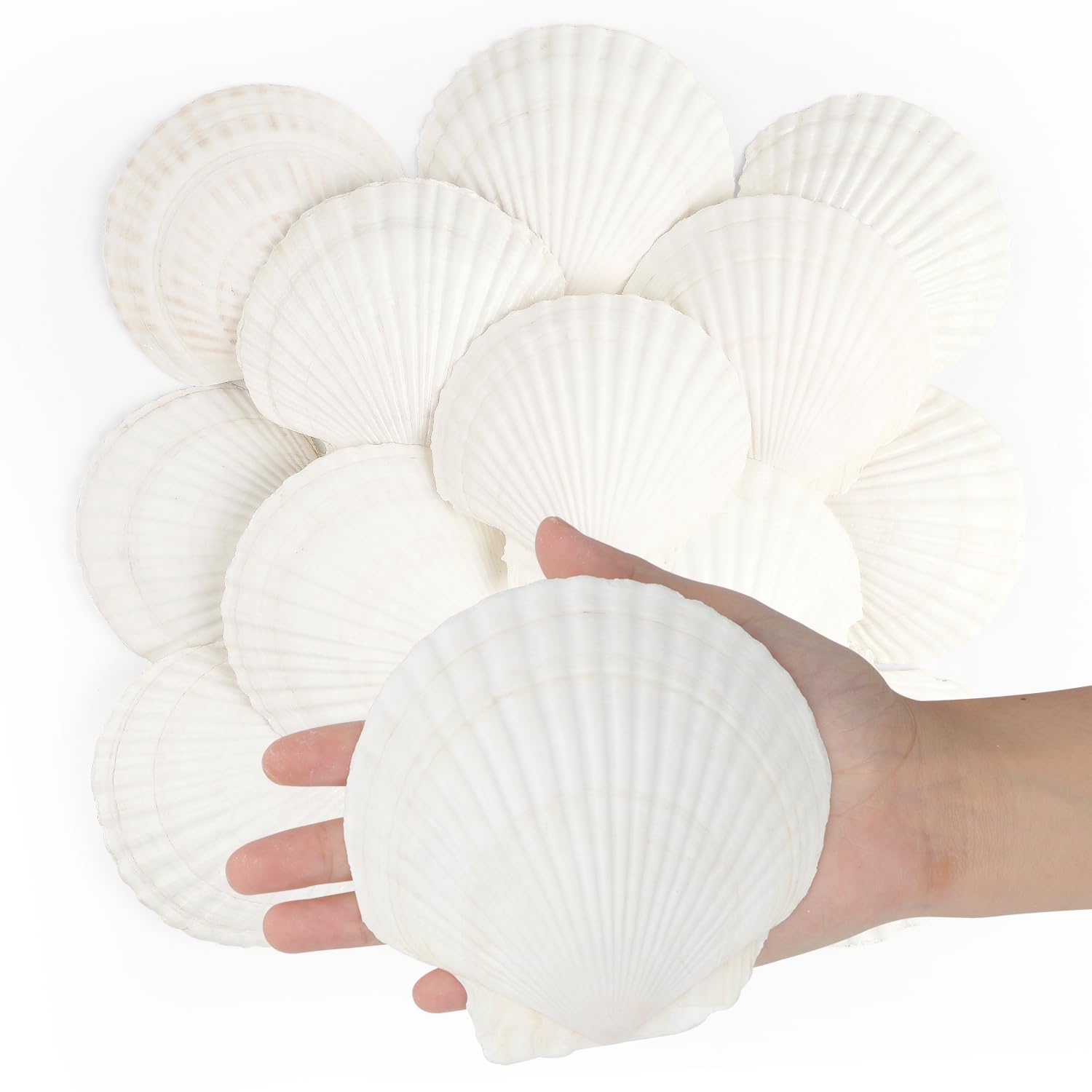 16 conchas de vieira natural, conchas de vieira blancas de 4 a 5 pulgadas, conchas marinas grandes para manualidades, decoración de boda, fiesta