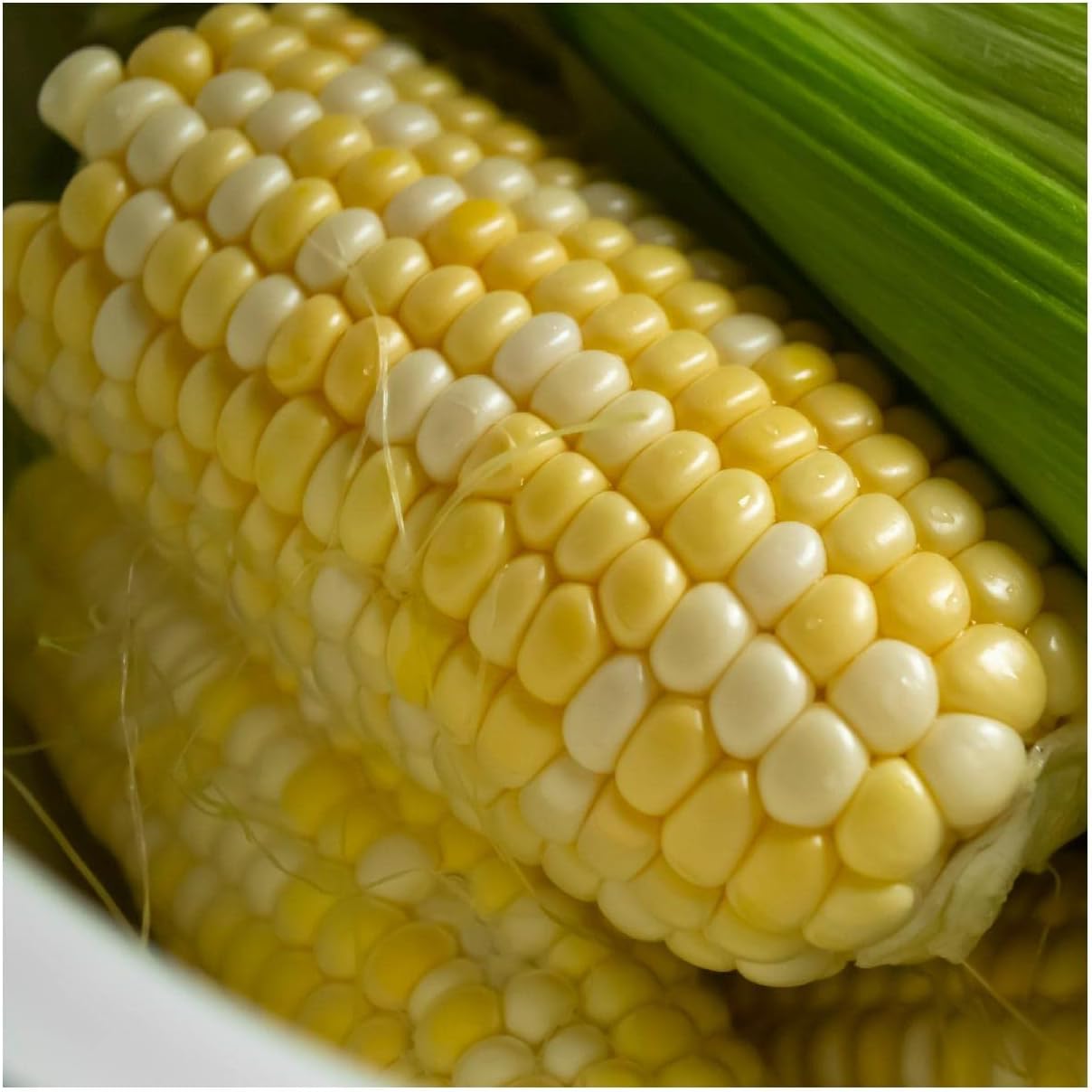 Semillas de maíz dulce híbridas Xtra Tender de 1 onza – Gold Vault Bulk