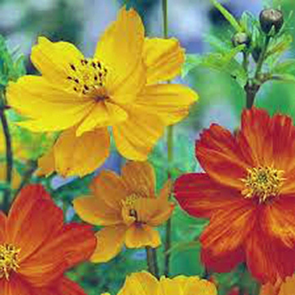 Bright Lights Cosmos – Más de 100 semillas recién cosechadas, hermosa flor brillante