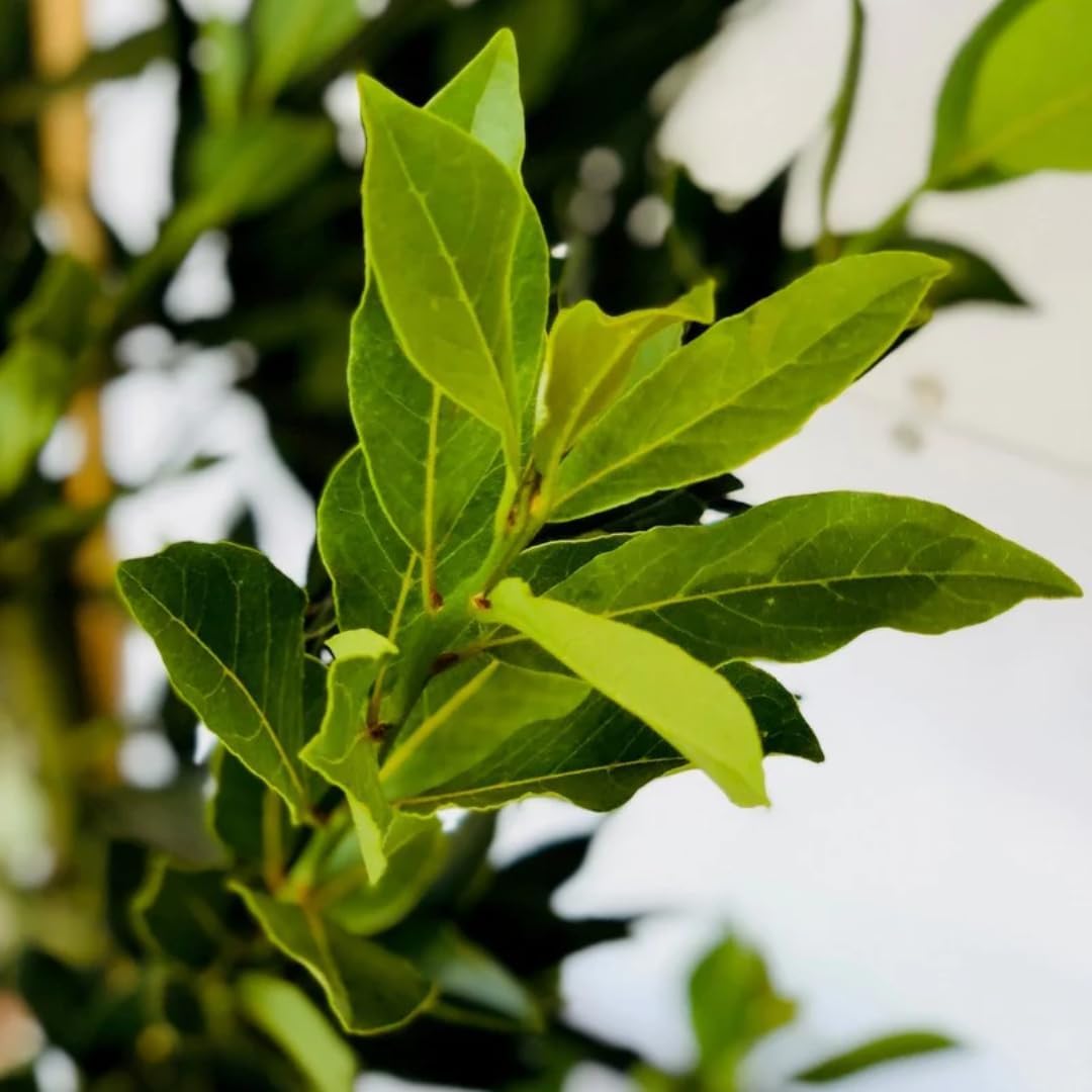 Laurus Nobilis – Árbol de hoja de laurel dulce, árbol de laurel dulce, árbol de laurel de laurel, 6-8 pulgadas de alto