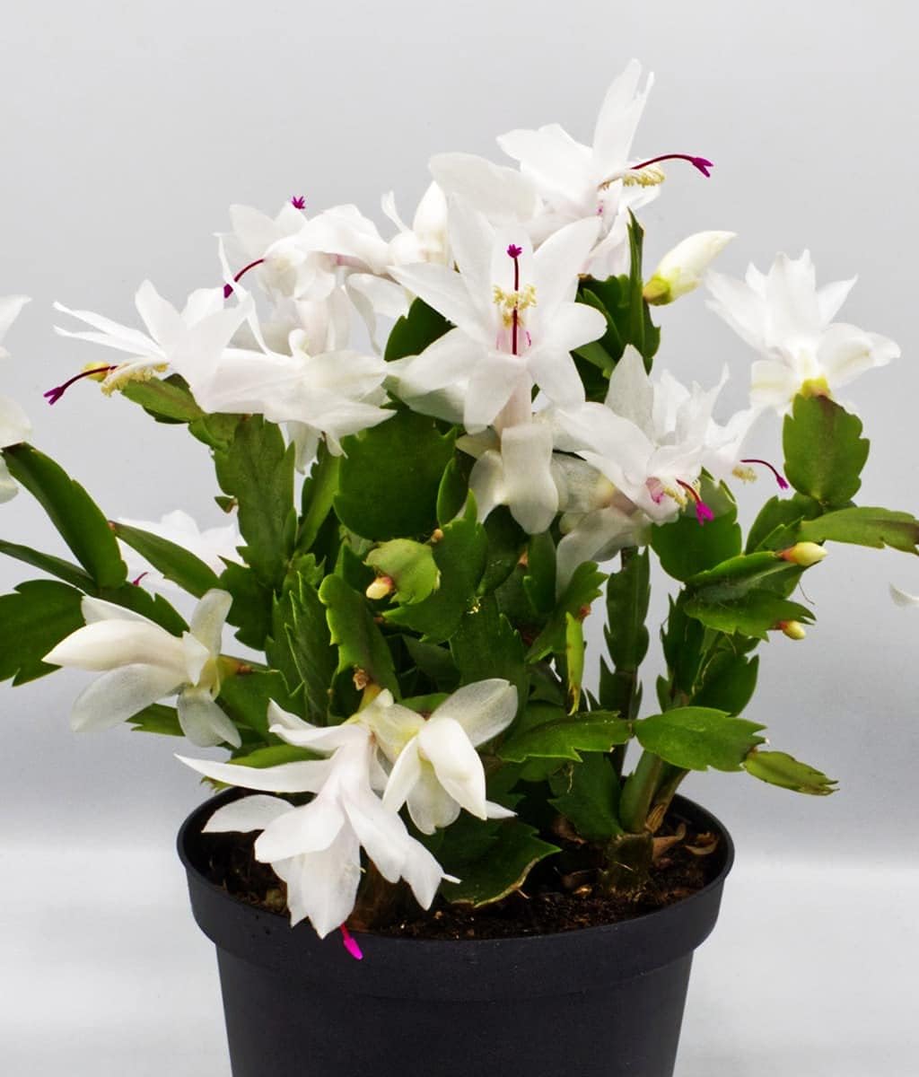 Planta de cactus de Navidad blanca en maceta de 6 pulgadas Zygocactus Holiday Seasons