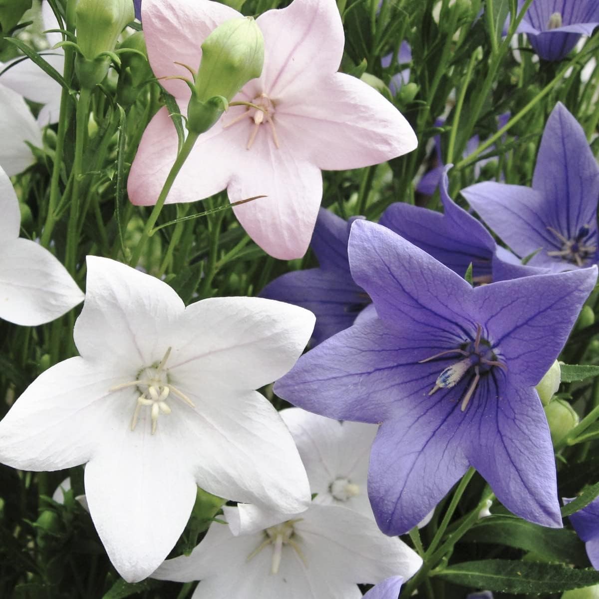 Seeds4planting – Semillas Globo Flor Mezcla Platycodon Chino Bellflower Flores Perennes